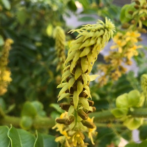 Puede incluir: Primer plano de una planta con una larga espiga floral segmentada. La flor es de color verde p&aacute;lido con peque&ntilde;os capullos marrones. Se ven otras flores amarillas y hojas verdes en el fondo.