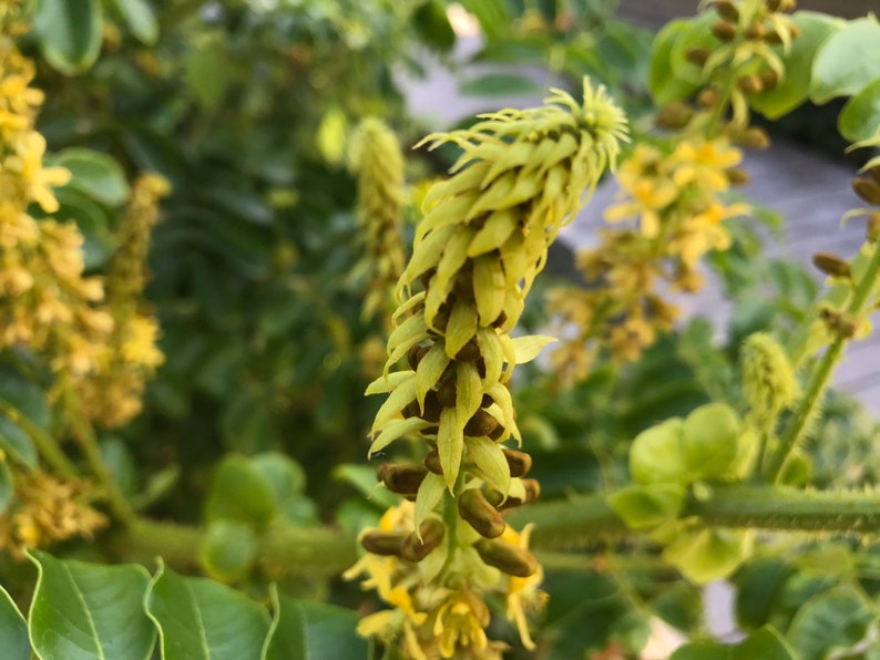 Puede incluir: Primer plano de una planta con una larga espiga floral segmentada. La flor es de color verde p&aacute;lido con peque&ntilde;os capullos marrones. Se ven otras flores amarillas y hojas verdes en el fondo.