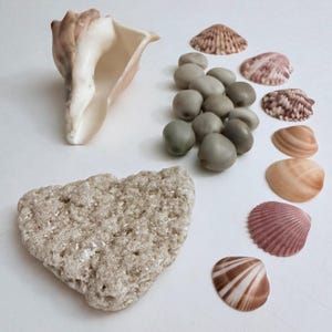 May include: An assortment of seashells and stones on a white surface. The collection includes a large, light-colored conch shell, various small seashells in shades of pink and brown, and a piece of textured, light-colored stone.