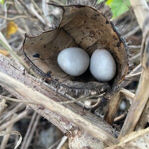 Puede incluir: Primer plano de dos peque&ntilde;os huevos blancos ovalados dentro de una vaina de semilla espinosa y marr&oacute;n. La vaina est&aacute; abierta, revelando los huevos, y est&aacute; rodeada de materia vegetal marr&oacute;n y seca. La imagen destaca las texturas y colores naturales.