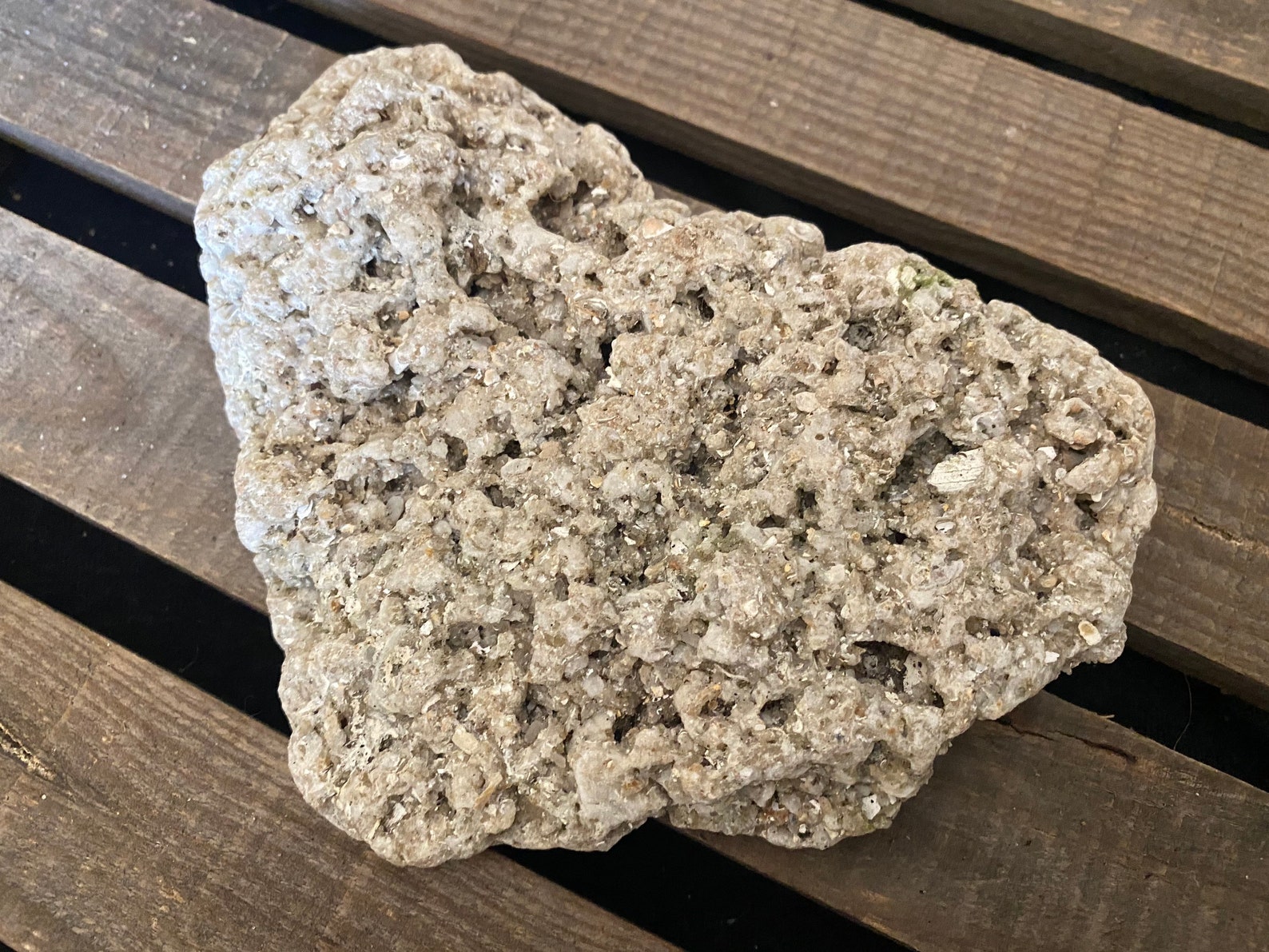 Coquina Rock Slab 6 X 4 X 1 Etsy