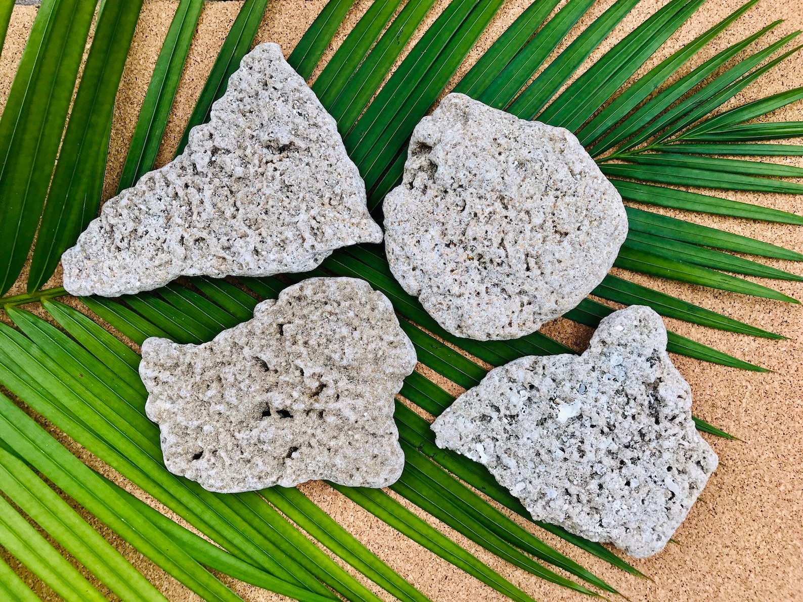 Coquina Rock 4 Pieces Approximately 2 Pounds Beach Decor Etsy
