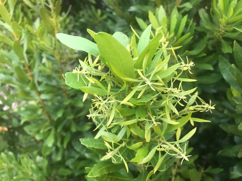 bayberry wax myrtle bayberry wax myrtle