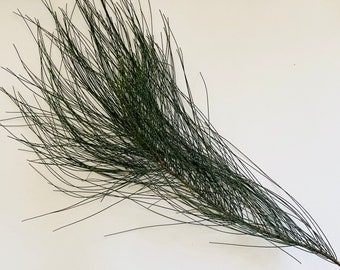 Casuarina equisetifolia cuttings, 6 branches, 12" long with leaves, also known as Australian Pine, Ironwood, Beefwood, She Oak