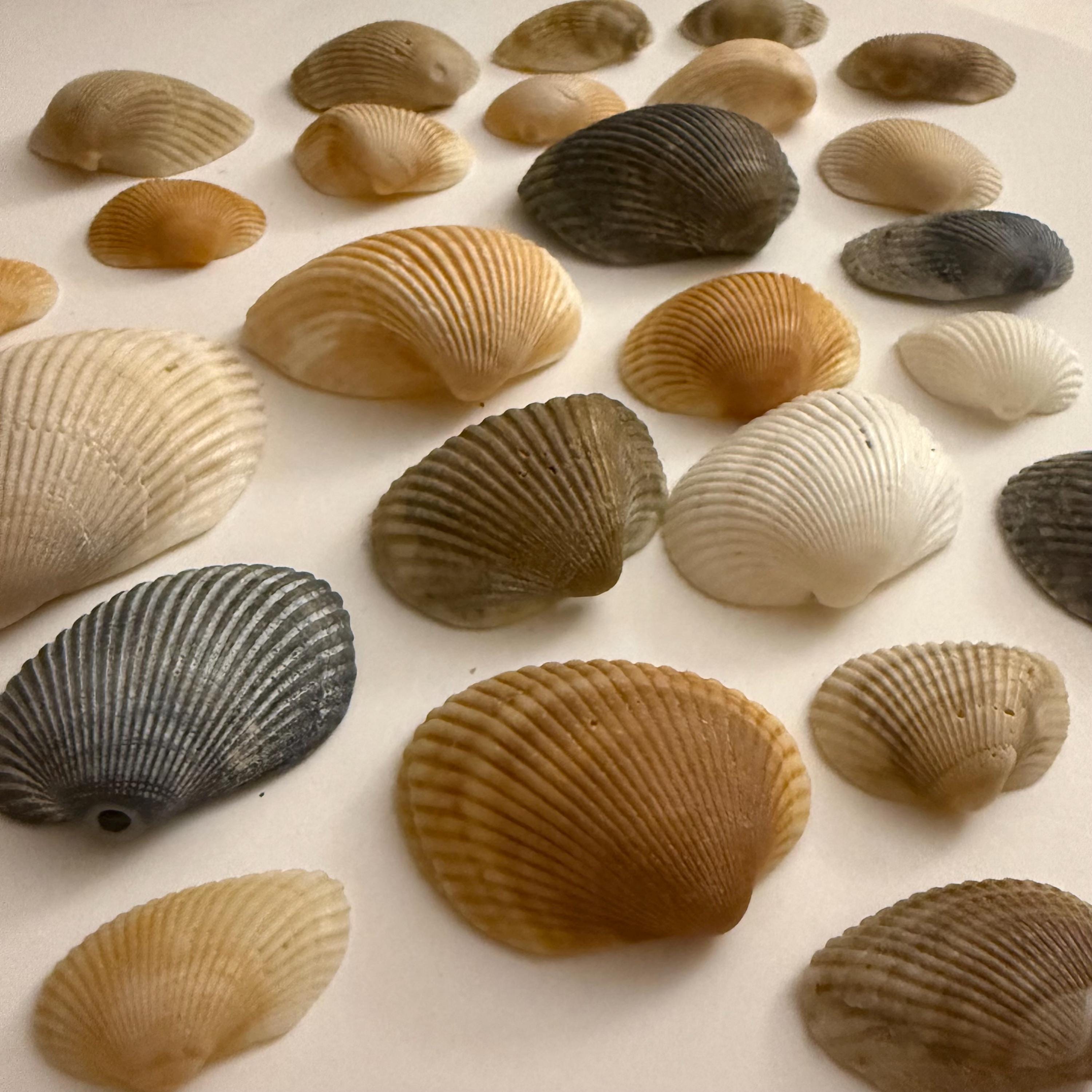 Many Ribbed Ark Shell Florida Ark Shells - Bulk Assorted Mix - Coastal Craft and Decor - Etsy