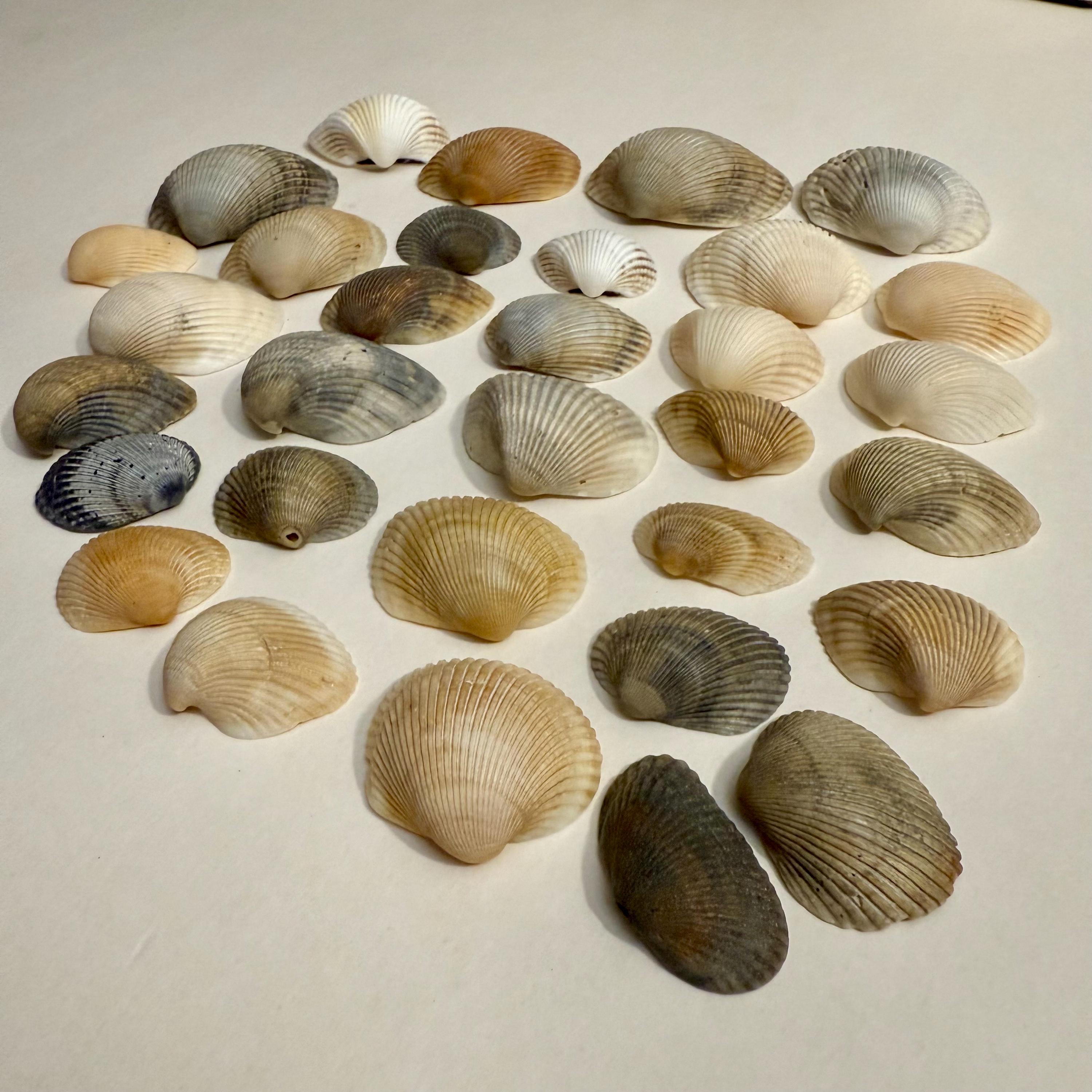 Many Ribbed Ark Shell Florida Ark Shells - Bulk Assorted Mix - Coastal Craft and Decor - Etsy