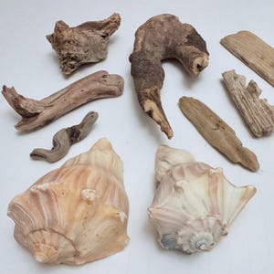May include: An assortment of natural elements including driftwood pieces and seashells. The driftwood varies in shape and size, with light brown and gray tones. Two large seashells with a spiral pattern and a mix of beige and pink hues are also present.