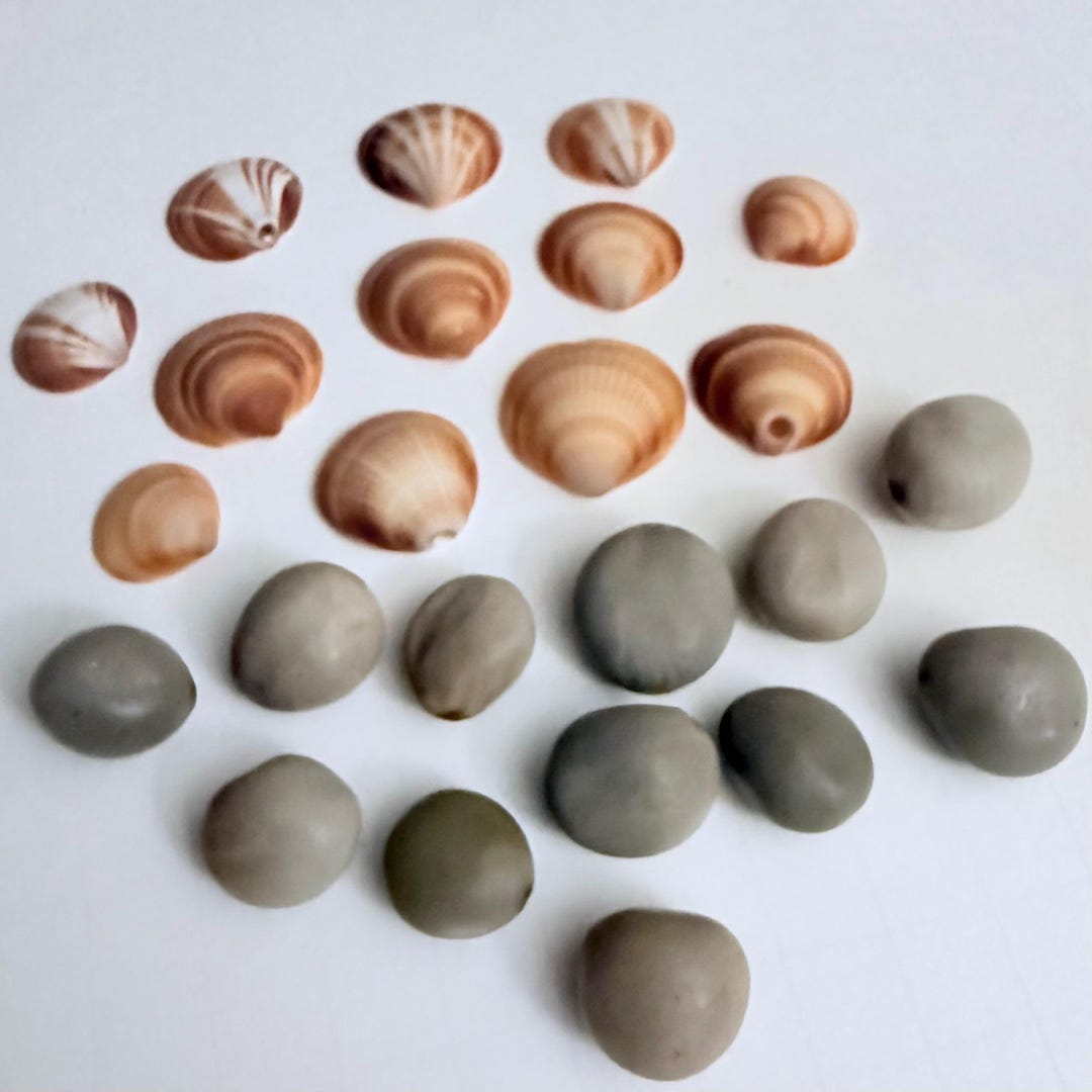 Set of 12 Bittersweet Clam Shells + 12 Sea Pearls (gray Knicker Beans ...