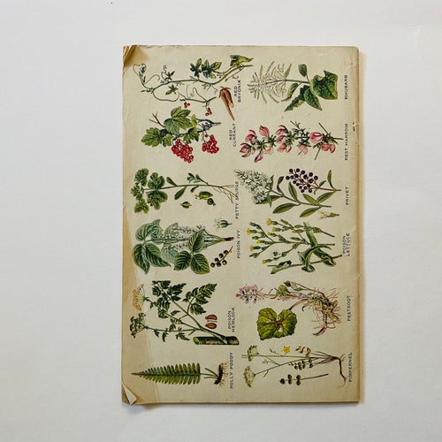 Rare 1934 Herbalist Almanac popular