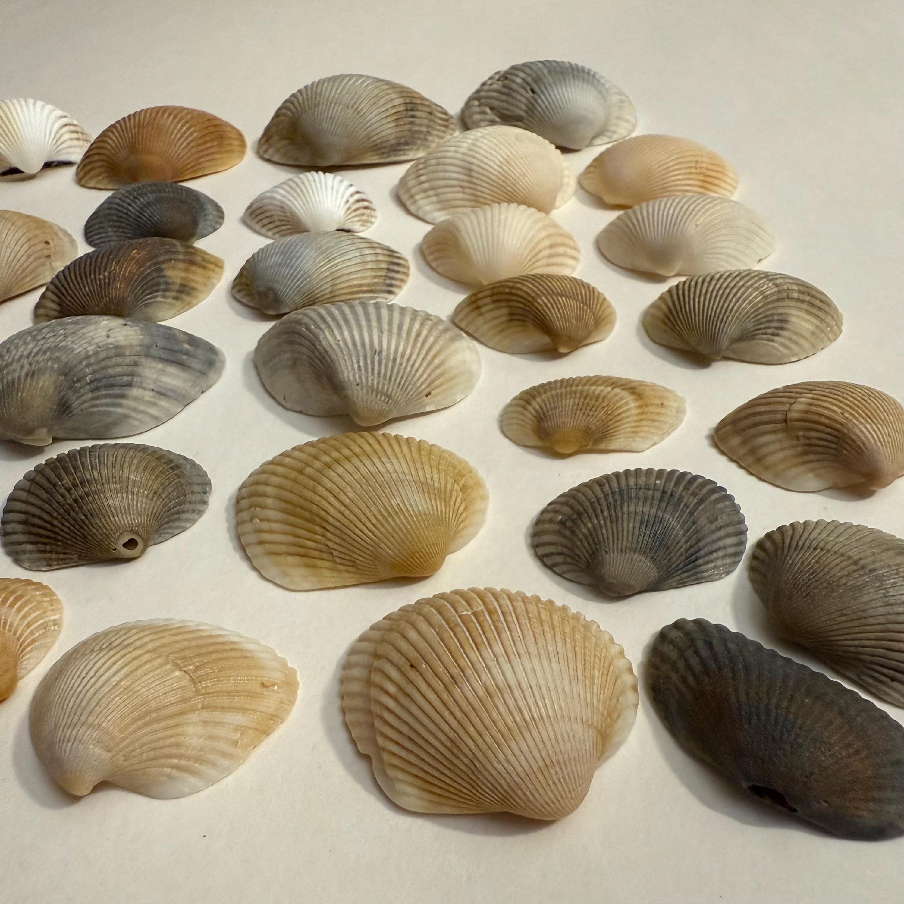 Many Ribbed Ark Shell Florida Ark Shells - Bulk Assorted Mix - Coastal Craft and Decor - Etsy