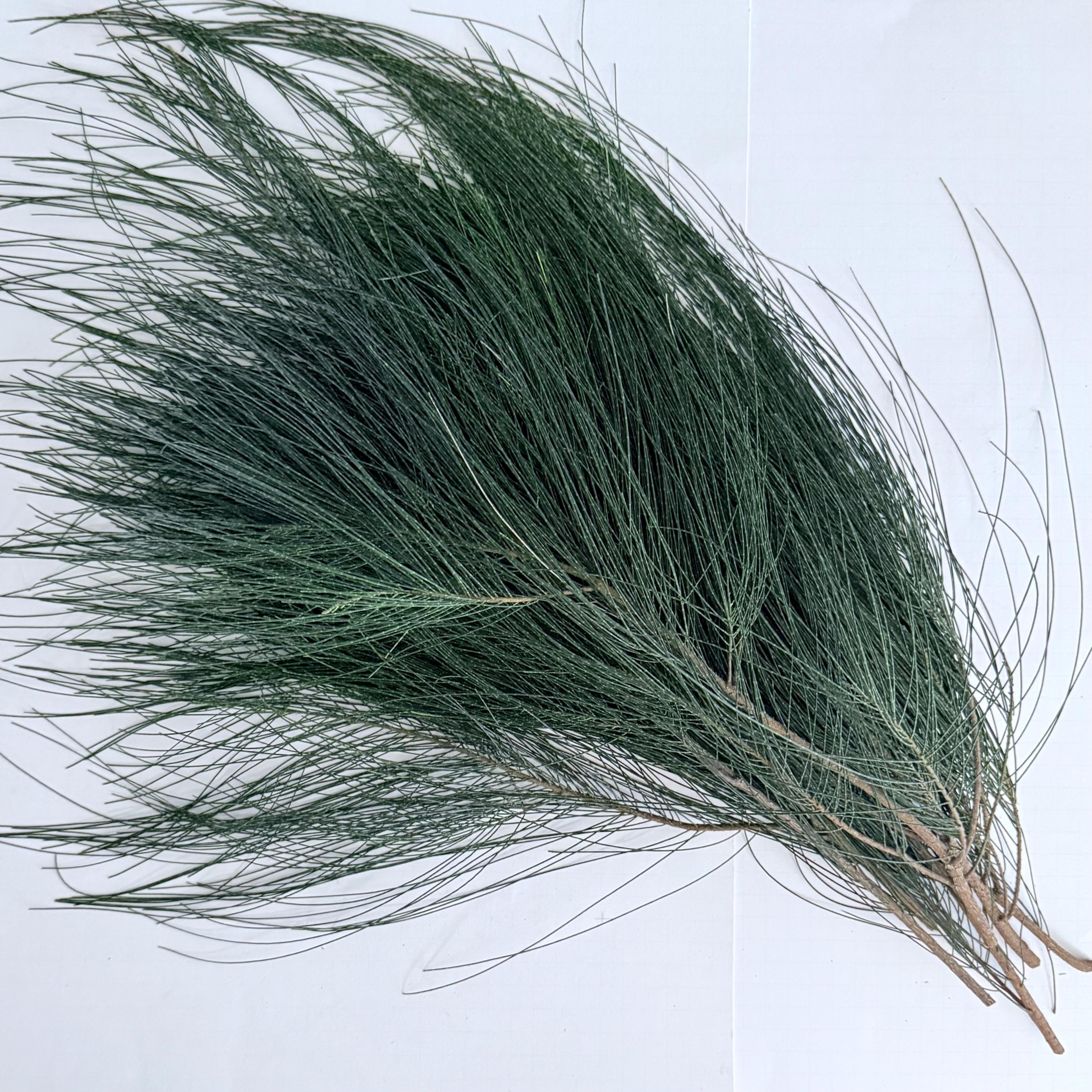 Casuarina Equisetifolia Cuttings, 6 Branches, 12