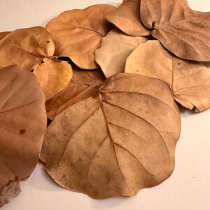 May include: A collection of dried, large, brown leaves with prominent veins. The leaves vary in shades of brown, from light tan to deep, rich brown. The leaves are arranged in a slightly overlapping pattern, creating a natural, organic texture.