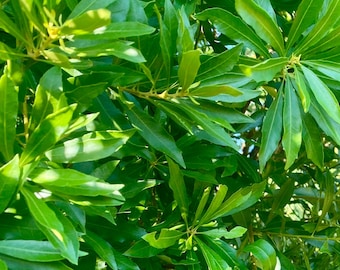 Fresh Bayberry Cuttings (Myrica cerifera) – Florida Grown - 6 cuttings approximately 12” long