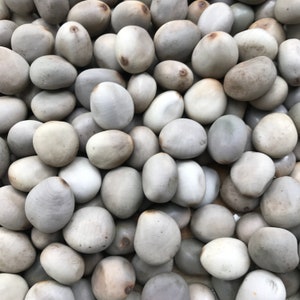 May include: A collection of smooth, oval-shaped, light gray stones. The stones vary slightly in size and have a natural, weathered appearance. The overall texture is smooth, with subtle variations in color and tone. The stones are tightly packed together.