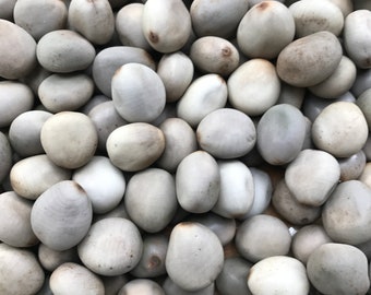 Authentic Mancala Seeds, Grey Knicker Beans, Seapearls, Seabeans, Caesalpinia bonduc seeds