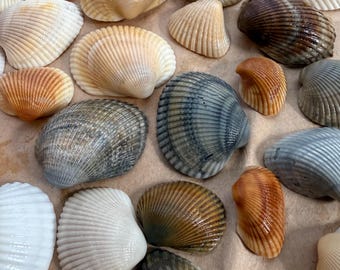 Conchas del Arca de Florida - Surtido a granel - Artesanía y decoración costera