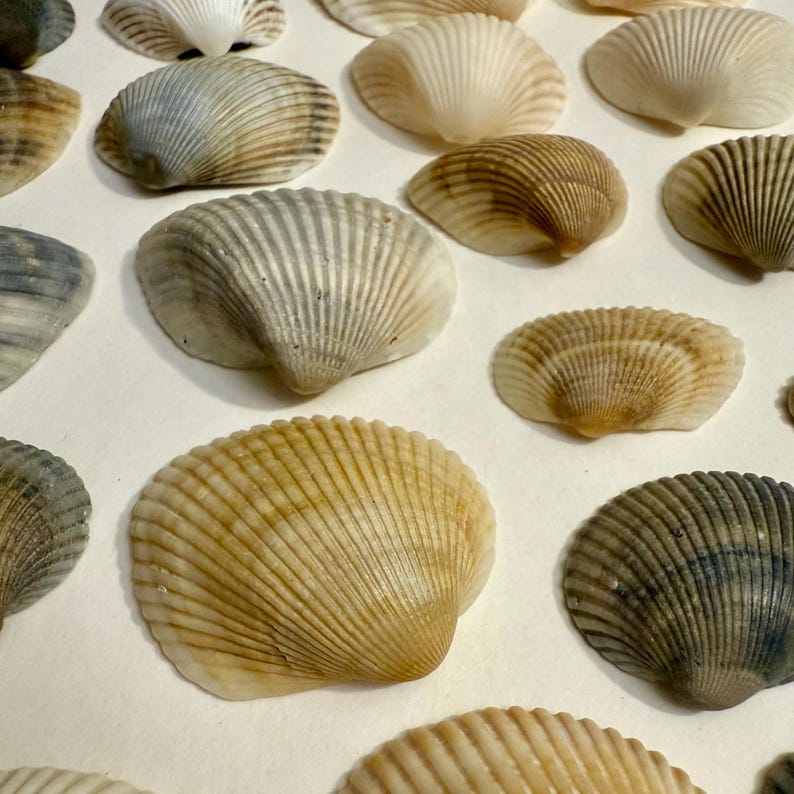 Many Ribbed Ark Shell Florida Ark Shells - Bulk Assorted Mix - Coastal Craft and Decor - Etsy