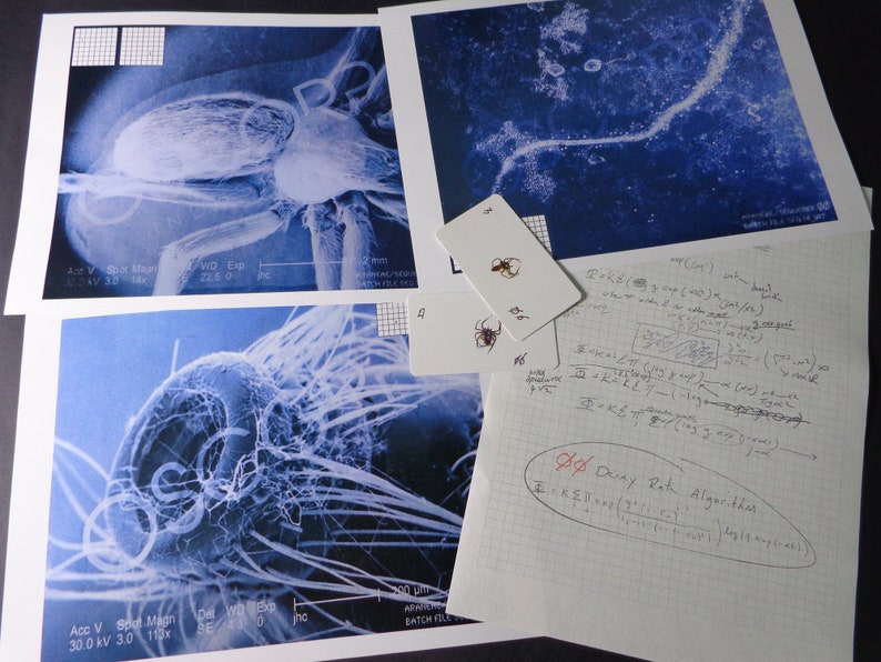 May include: A close-up of a blue and white image of a beetle's wing under a microscope. The image is labeled with the magnification, voltage, and other technical details. The image is accompanied by a handwritten note on a gridded paper with the text "&Oslash; Dainy Rath Algorithm".