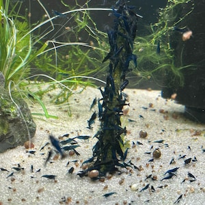 May include: An aquarium scene with many small, vivid blue shrimp. They are gathered around a central feature and spread across the sandy base. Green aquatic plants and a few small snails are also present.