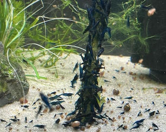 Shrimp Lolies 12 pack | Natural Feeding Sticks for Shrimp, Snails  Aquarium Pets | Protein  Veggie Treats | Calcium-Rich Snack