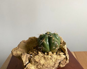 Gymnocalycium Hortsii