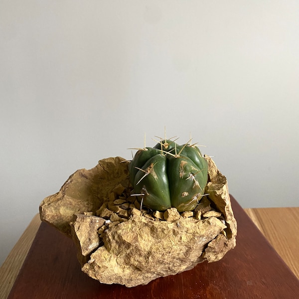 Gymnocalycium Hortsii