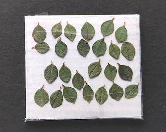25 Pieces Single Green Leaves, Pressed Flowers and Leaves, Real Pressed Leaves, Dried Pressed Green Plants, Dried Leaf