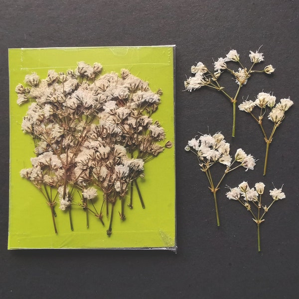 Babys Breath Etsy UK