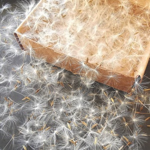 550 - 1100 Dandelion Seeds with Wisps Attached, Jewelry Making Supply, Dry Flower for Jewelry, Seeds for Resin Jewelry, Dried Dandelion Seed