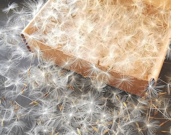 550 - 1100 Dandelion Seeds with Wisps Attached, Jewelry Making Supply, Dry Flower for Jewelry, Seeds for Resin Jewelry, Dried Dandelion Seed
