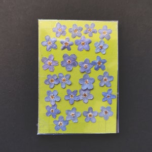 20 Hand pressed Single Forget me Not Flowers, Pressed Forget me Not Flower,Dried Forget me Not Flower,Pressed Dried Flowers,Flower for Resin