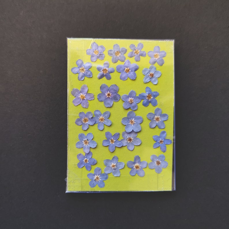 20 Hand Pressed Single Me Not Flowers Pressed Etsy Canada