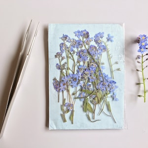 Pressed Real Dry Forget me Not Flower, Pressed Blue Forget me Not Flower, Dried Forget me Not Flower, Flower for Resin