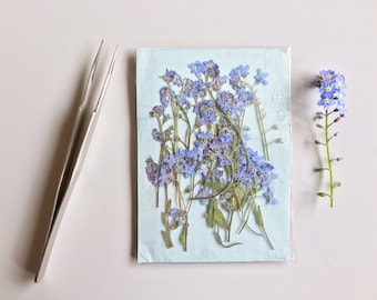 Pressed Real Dry Forget me Not Flower, Pressed Blue Forget me Not Flower, Dried Forget me Not Flower, Flower for Resin