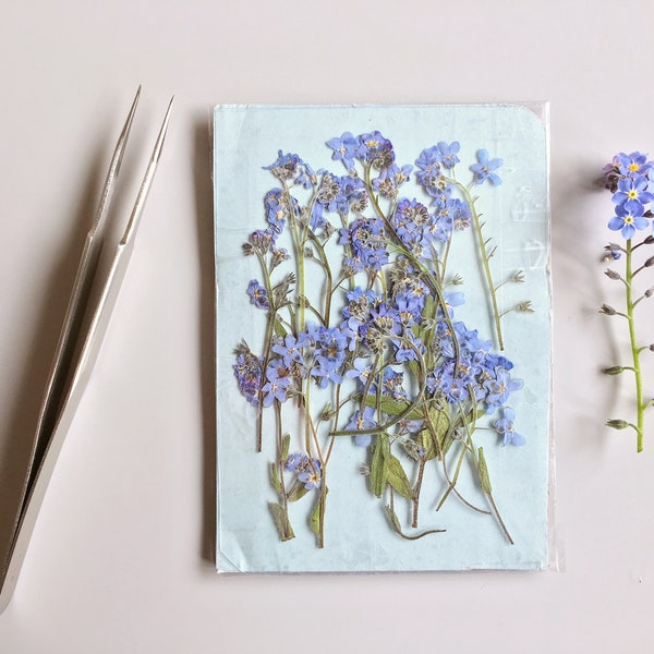 Pressed Real Dry Forget me Not Flower, Pressed Blue Forget me Not Flower, Dried Forget me Not Flower, Flower for Resin