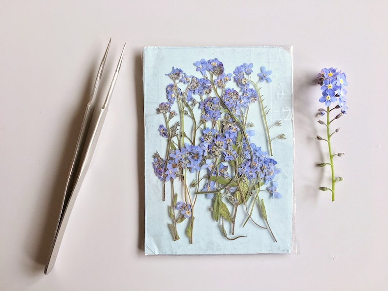 Pressed Real Dry Me Not Flower Pressed Blue Me Etsy UK
