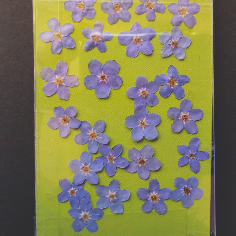 20 Hand Pressed Single Me Not Flowers Pressed Etsy
