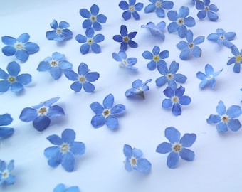 May include: A collection of dried forget-me-not flowers, with delicate blue petals and yellow centres, scattered on a white background.