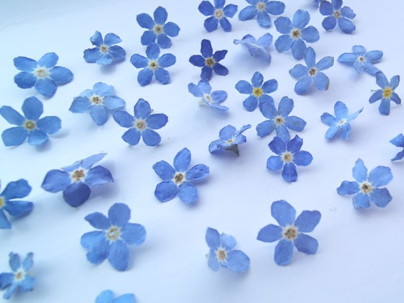 Flowers - Forget-Me-Not