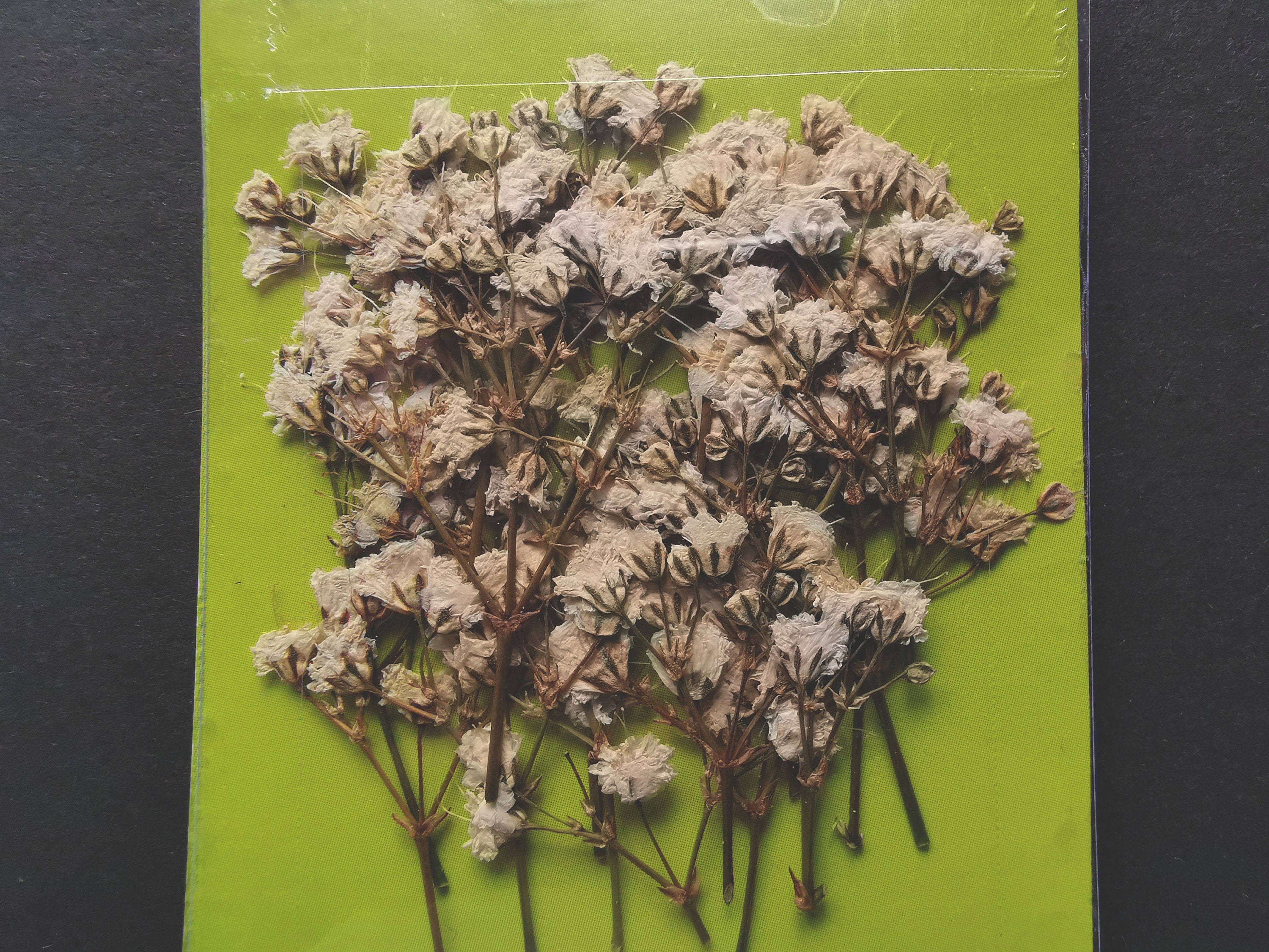 30 Pieces Real Dried Pressed Flowers White Baby's Breath Etsy