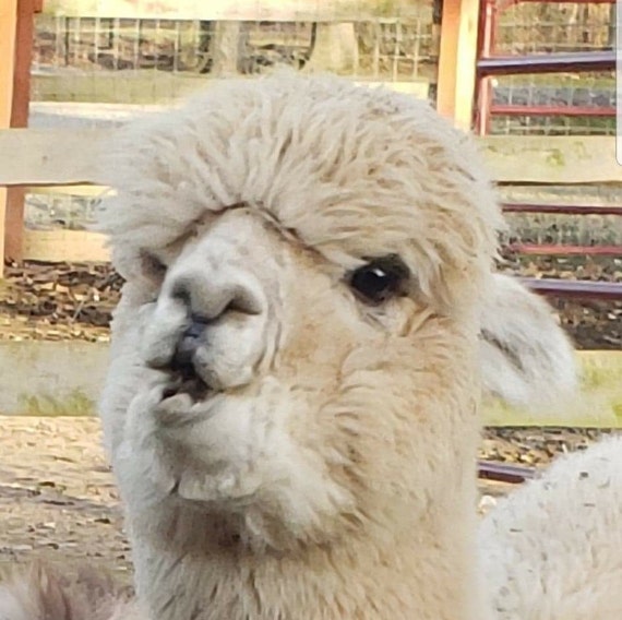 Alpaca fleece saddle pads are made of the greenest fibers on Etsy