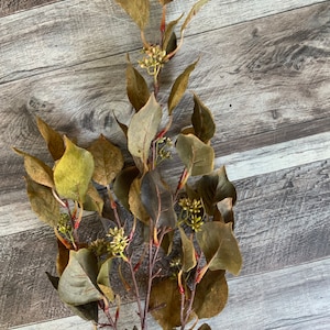 Eucalyptus, Dark Green, Dark Green Cork Texture Silver Dollar Eucalyptus Stem, 38”
