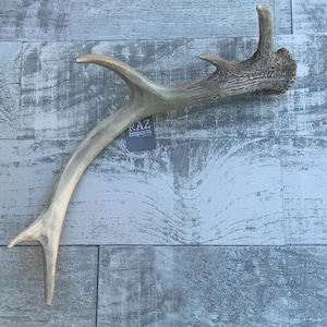 May include: A natural antler, likely from a deer or elk, with a light brown and off-white color. The antler has multiple points and a textured surface. The tag reads "RAZ Imports".