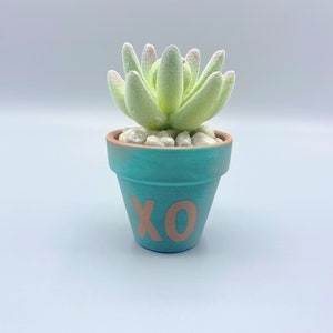 May include: A small turquoise terracotta pot with the letters XO in a copper color on the front. The pot is filled with white rocks and a green succulent plant.