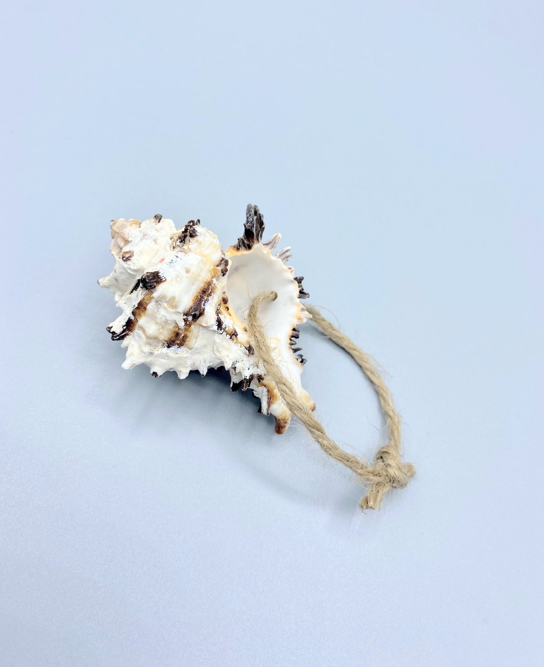 Natural Concha Shell Ornament: Beach House Nautical Decor - Etsy