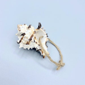 May include: A white and brown seashell with a natural twine loop attached. The seashell has a rough, textured surface and a pointed tip.