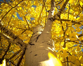 Aspen Tree Looking Up, Yellow Fall Colors