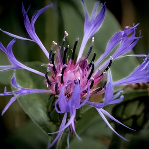 May include: A close-up of a purple flower with a pink center. The flower has many petals that are long and thin. The flower is in focus, while the background is blurred.