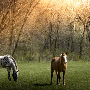 Horses in the Pasture, Basking in the Sunlight