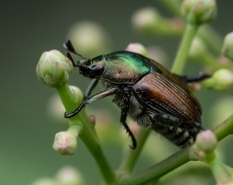 Japanese Beetle on the Flowers